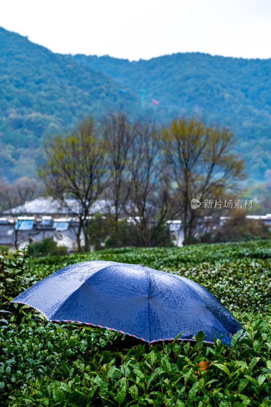 杭州西湖龙井茶园基地