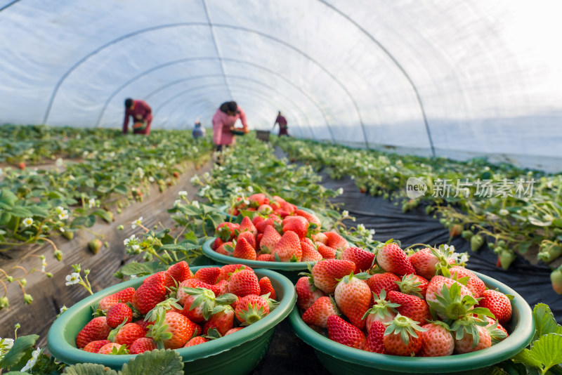 农村农业草莓种植采摘