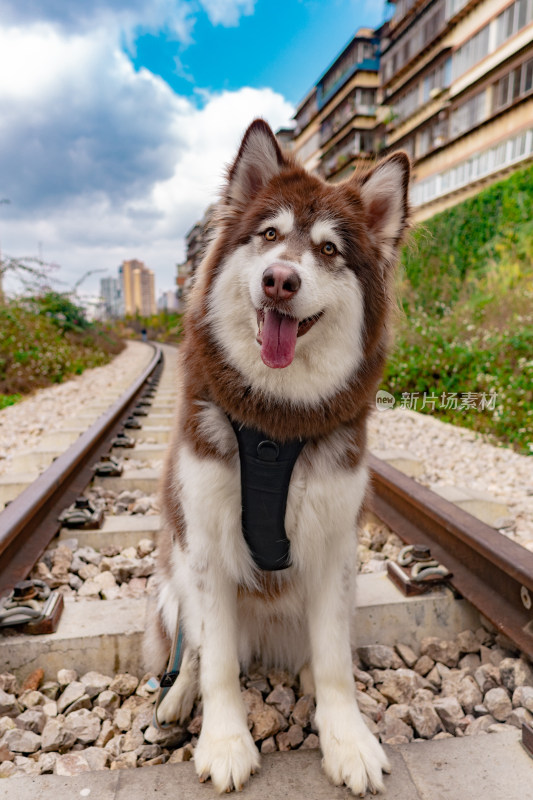 铁路阿拉斯加狗狗