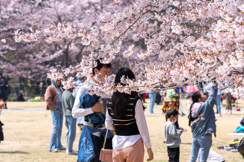 青岛中山公园樱花盛开的粉色樱花