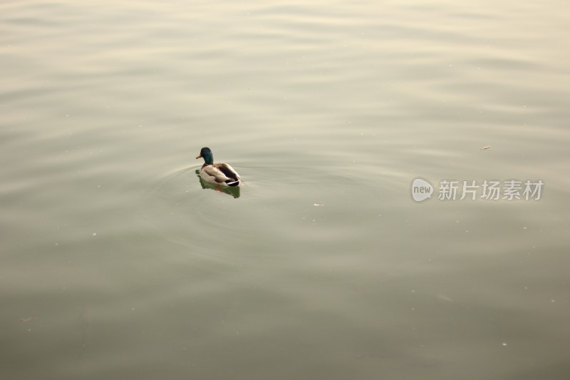 河上漂浮的鸭子鸳鸯