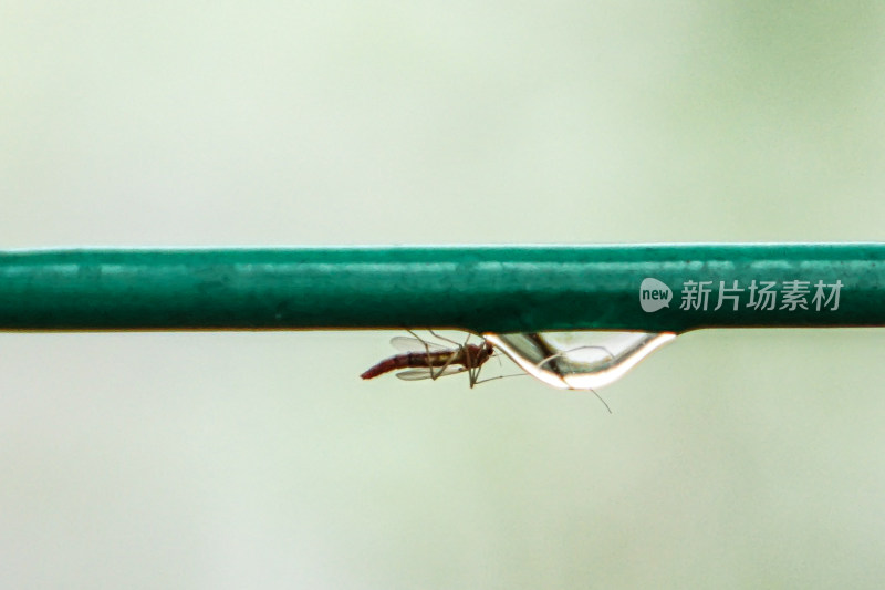 蚊子喝水雨滴露水