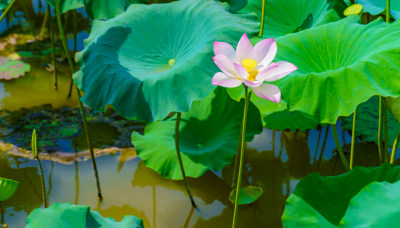 池中睡莲