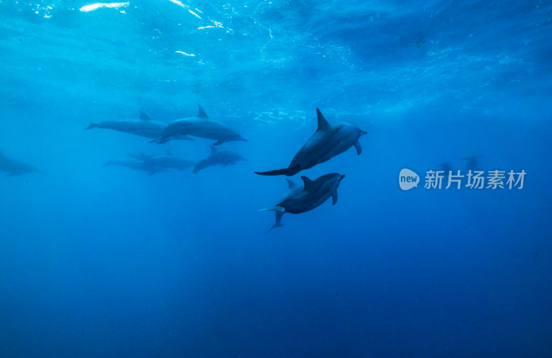 一群海豚在海洋中游泳