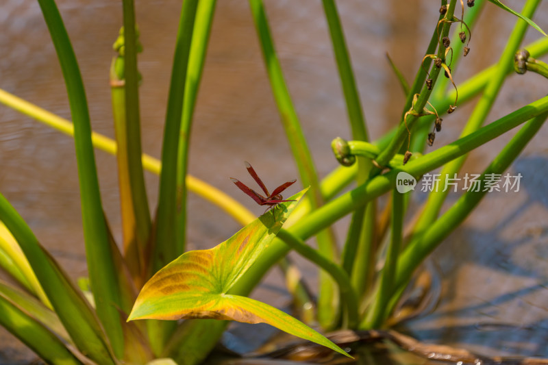植物上的红蜻蜓特写镜头