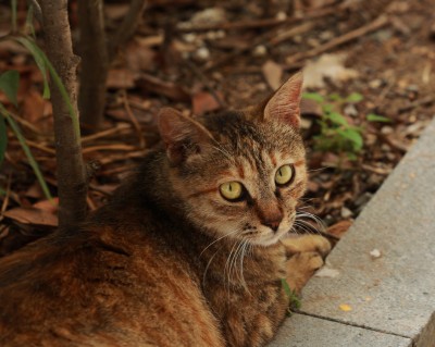 户外趴在地上的狸花猫