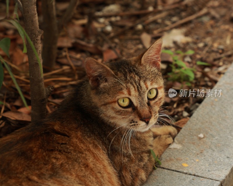 户外趴在地上的狸花猫