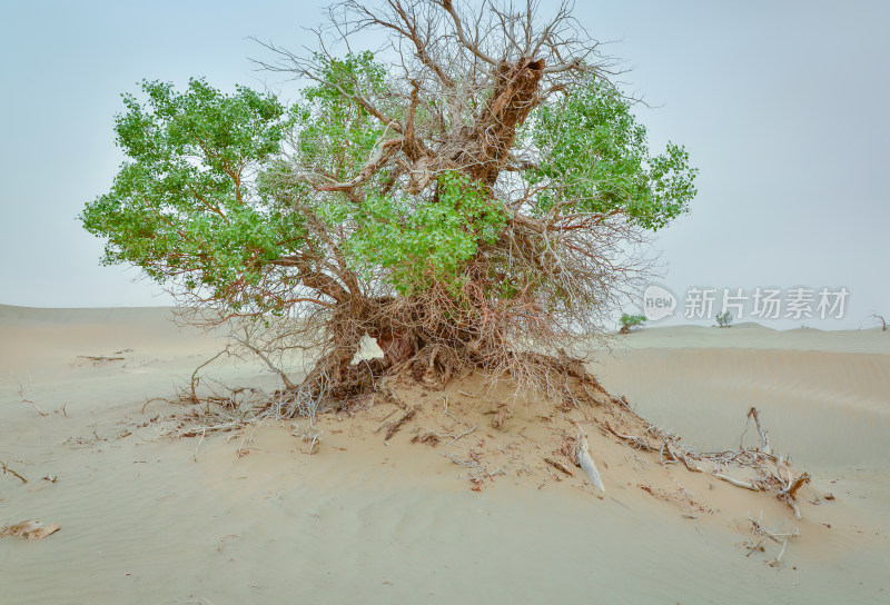 新疆塔克拉玛干沙漠胡杨树