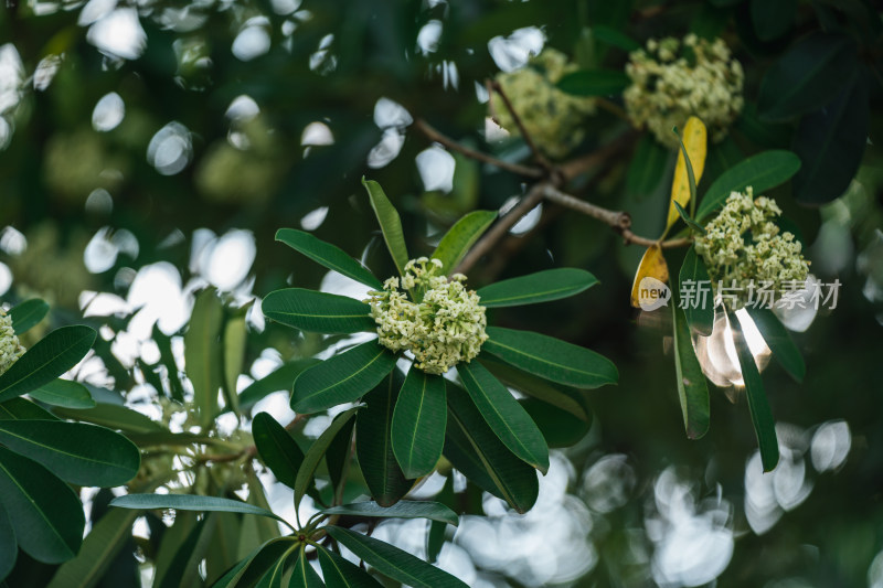 糖胶树开花的特写镜头