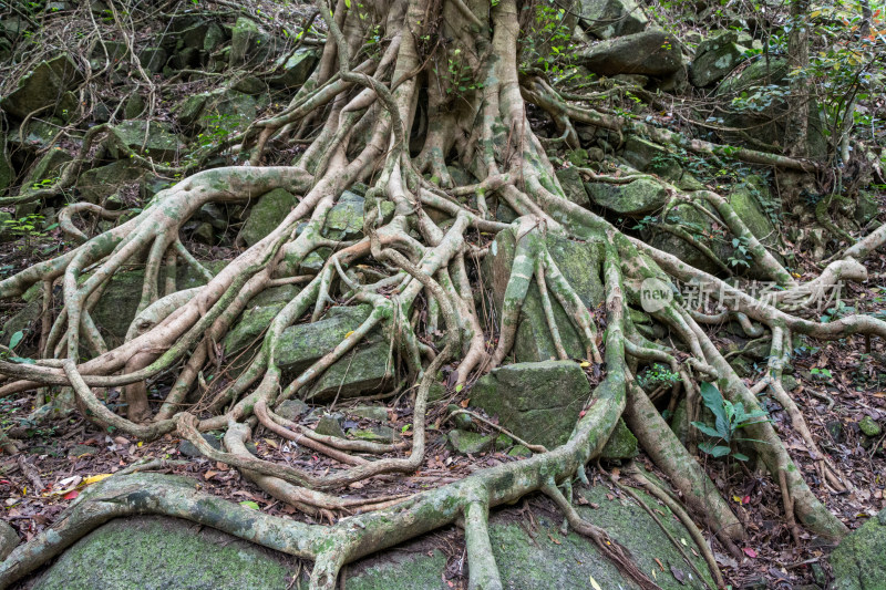 盘绕岩石的树根特写