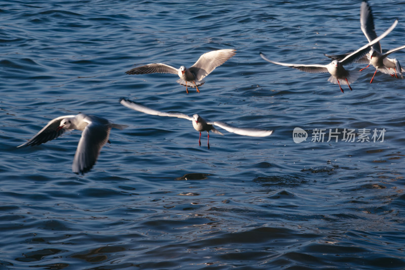 日落时分 昆明滇池捞渔河湿地公园 海鸥飞舞