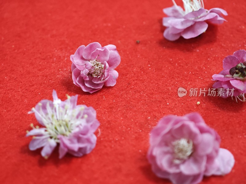 红色背景上的粉色花朵