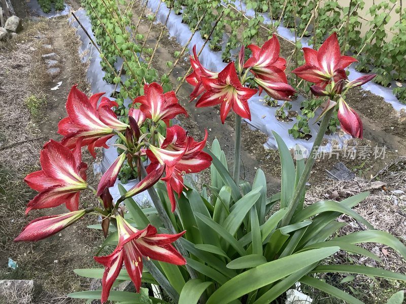 红色花、田间花朵、不知名花