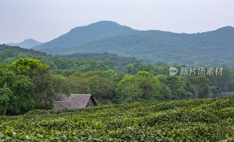 雨中的西湖龙井茶园自然风光