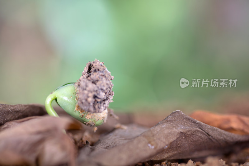 来年春天枯叶里长出的嫩芽