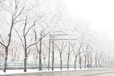 雪地里的树雪景