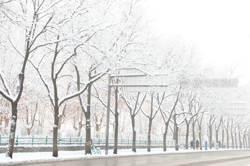 雪地里的树雪景