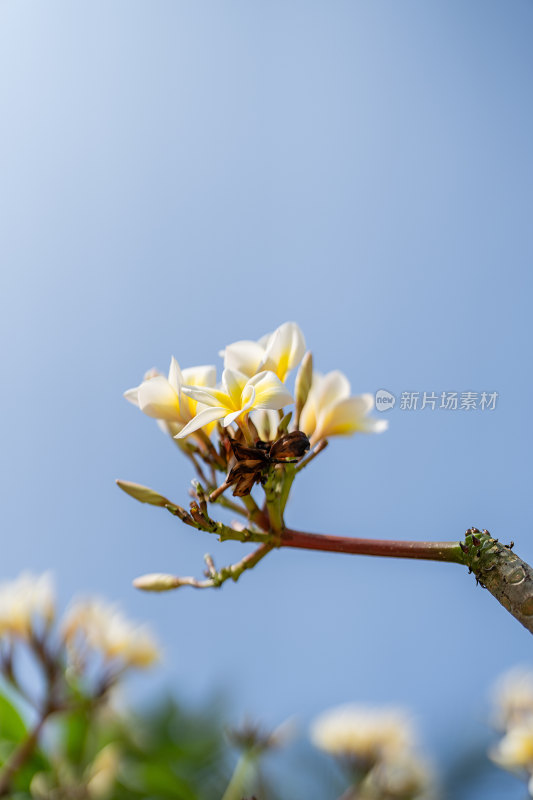 盛开的鸡蛋花