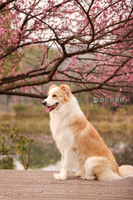 坐在梅花树下的边境牧羊犬