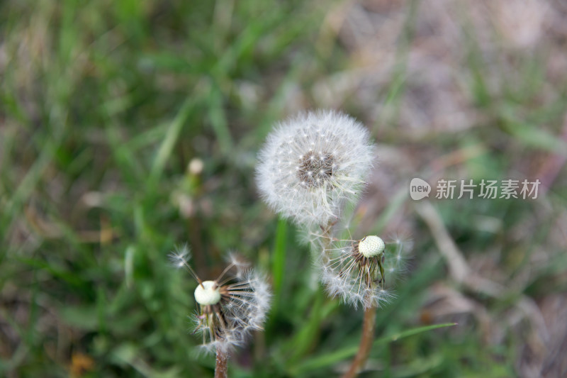 户外草地上生长的蒲公英特写