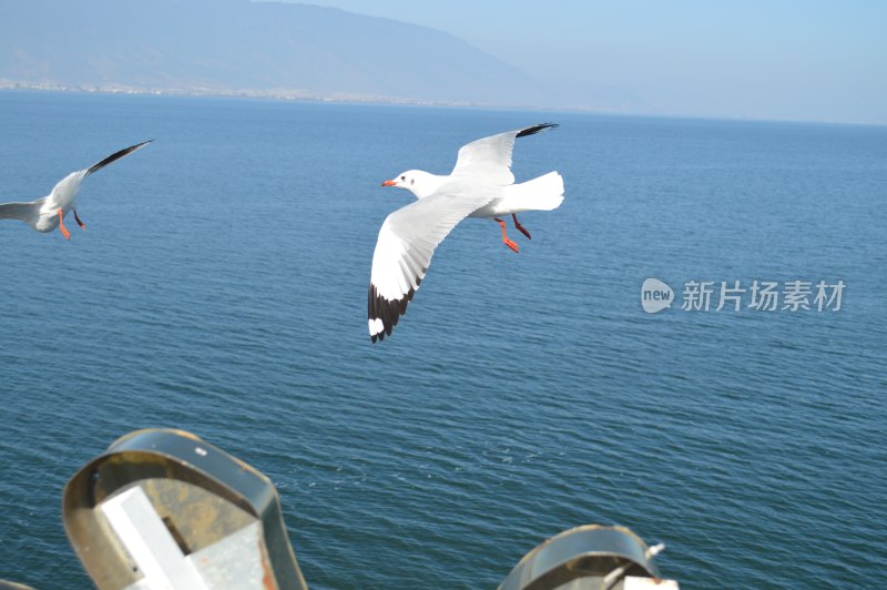 海面上飞翔的海鸥