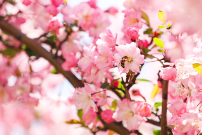 蜜蜂在春天阳光下的海棠花上采蜜