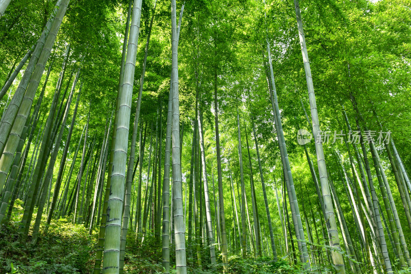 绿色竹林竹海