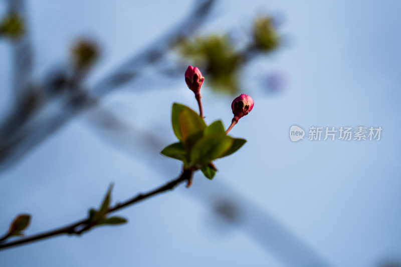 春天阳光下含苞待放的粉红色的花