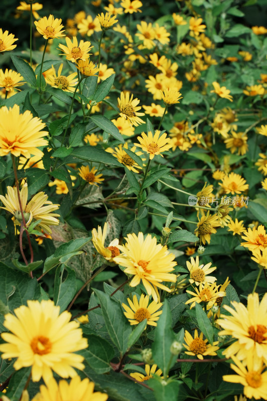 北京圆明园公园盛开的菊花