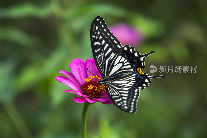 花朵上的蝴蝶 唯美背景