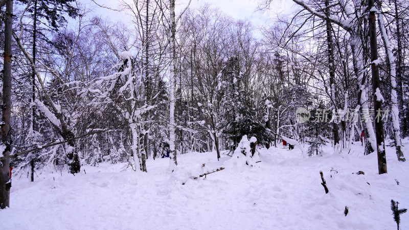 林海雪原