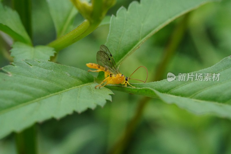 草丛中以花蜜为食的昆虫