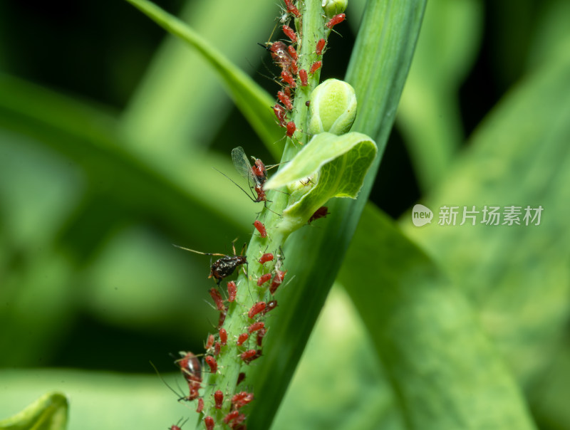 植物上昆虫蚜虫特写镜头