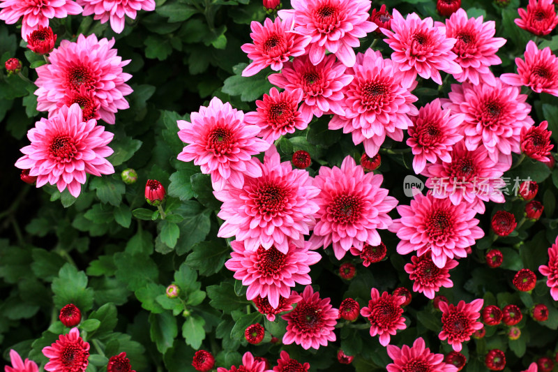 菊花鲜花实拍素材