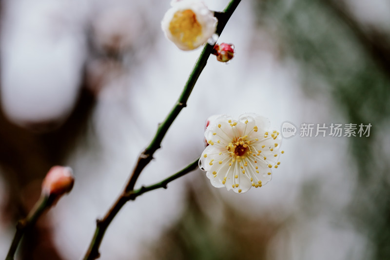 微距视角下的西溪湿地雨中盛开的梅花