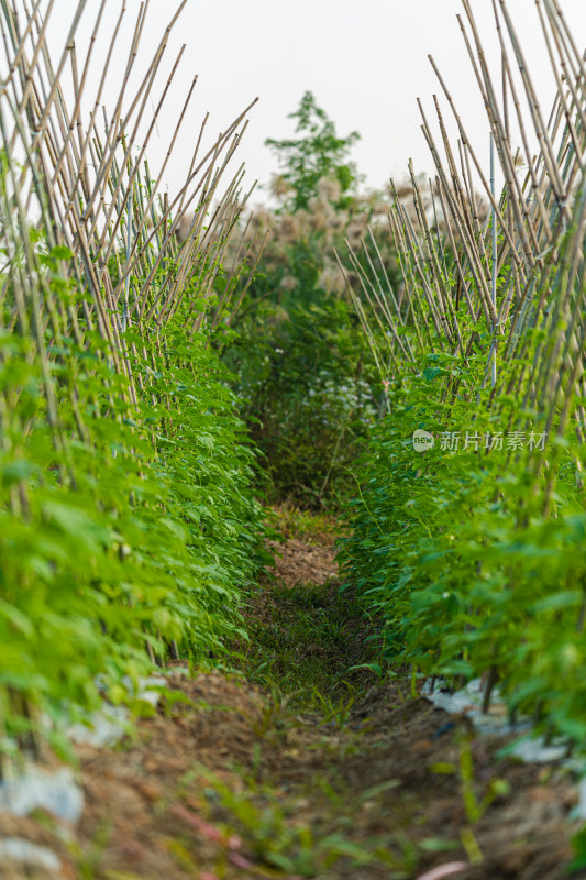 田里种植的菜豆