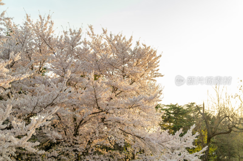 春天公园中雪白的的樱花盛开着