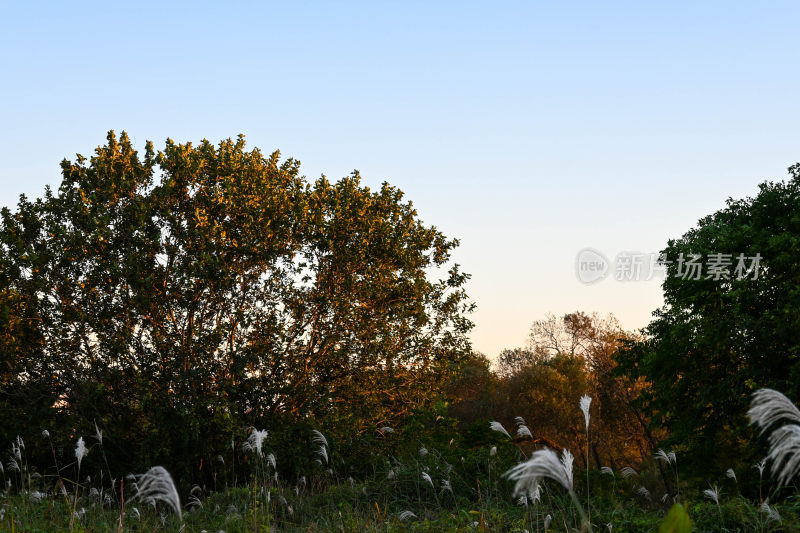 夕阳下树林与芦苇景观