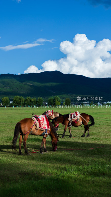 丽江拉市海湿地公园夏天的草地牛羊野鹤飞鸟