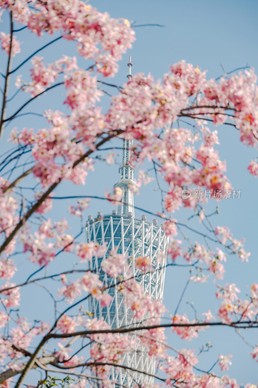 中国广东省广州市广州塔异木棉