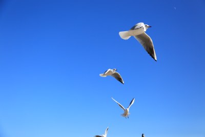 蓝天中飞翔的海鸥