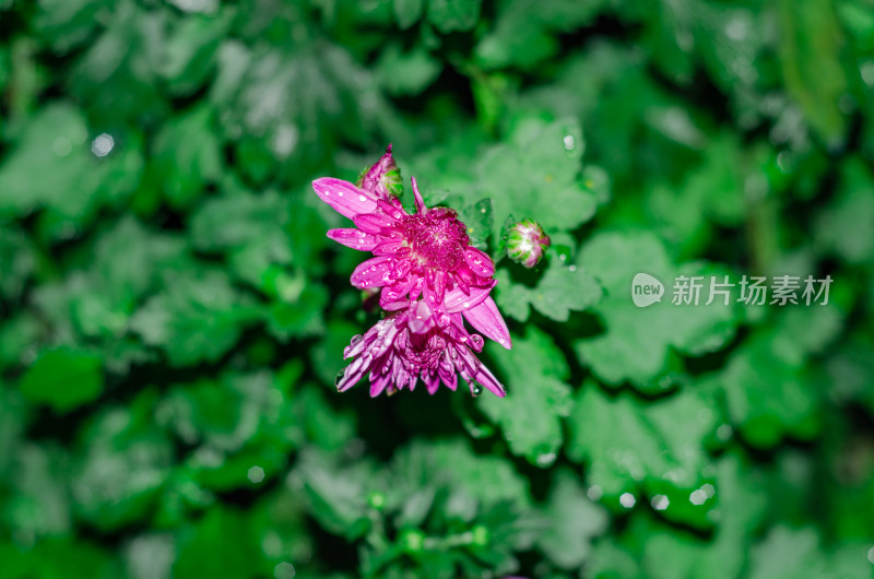 带水珠的紫红色菊花微距特写