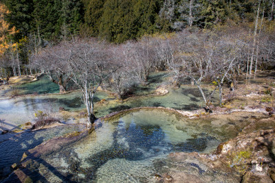 四川阿坝黄龙景区钙华彩池和冬日枯树