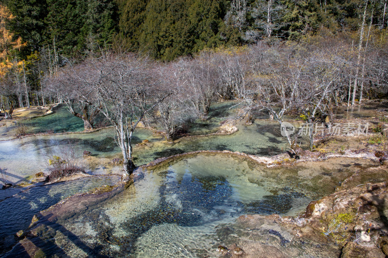 四川阿坝黄龙景区钙华彩池和冬日枯树