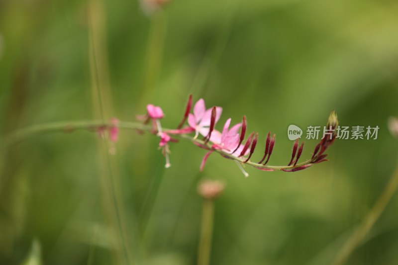 千鸟花系列