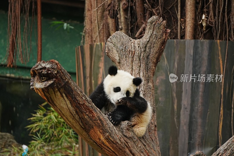 大熊猫幼崽坐树干憨态可掬