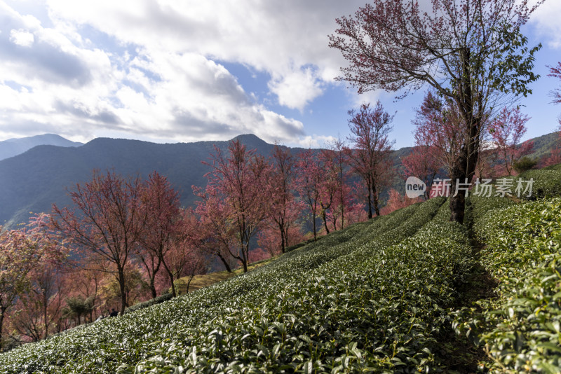 大理无量山樱花谷茶园生态农业