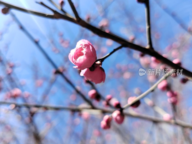 春日蓝天背景下的粉色梅花枝头特写