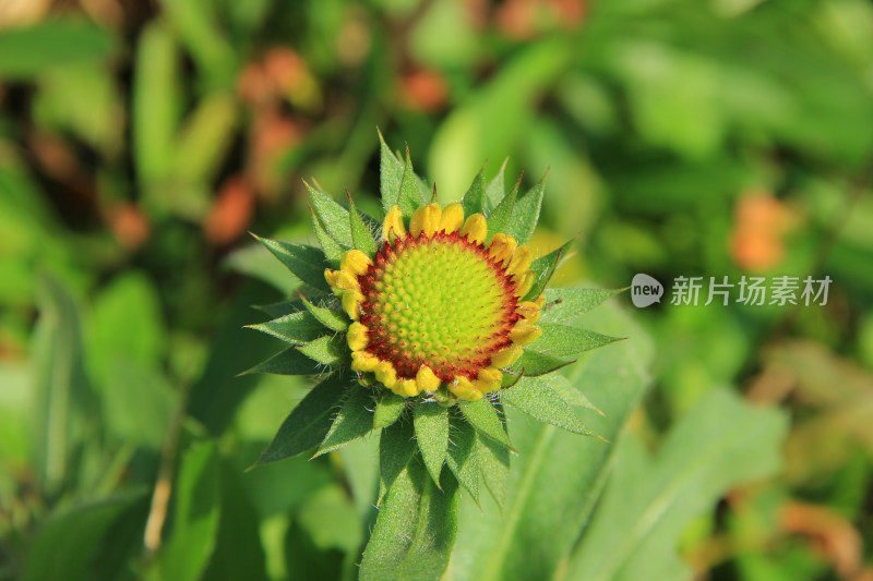 百日菊，天人菊，鲜花素材