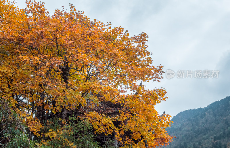 秋日红叶彩林